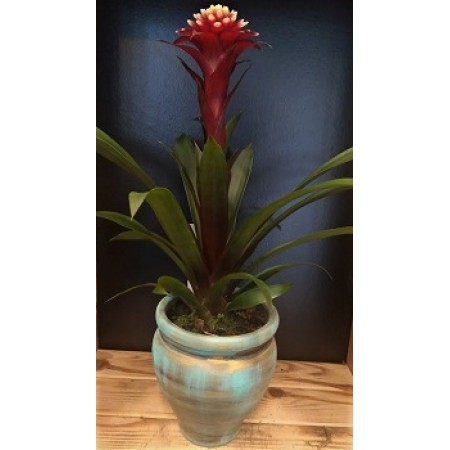 DEKORATİF KÜPTE BORDO GUZMANIA